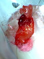aug 28 2011 n