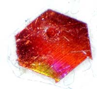 jan 19 2011 lg hexagon side b e copy